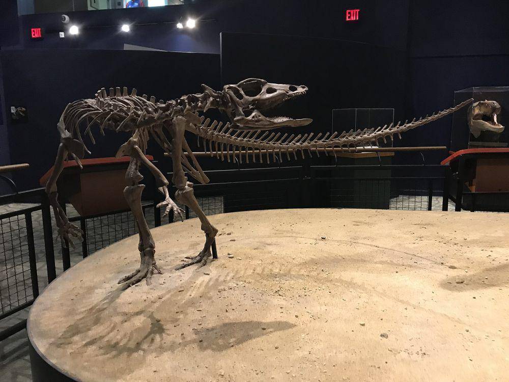 fosil Thescelosaurus (commons.wikimedia.org/ケラトプスユウタ)