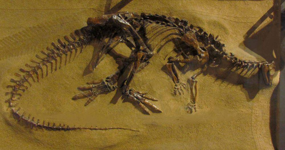 Thescelosaurus neglectus (commons.wikimedia.org/D. Gordon E. Robertson)