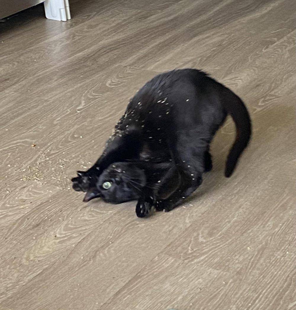 potret tingkah kocak kucing terkena catnip (reddit.com/user/BasicCableHolidayLog)