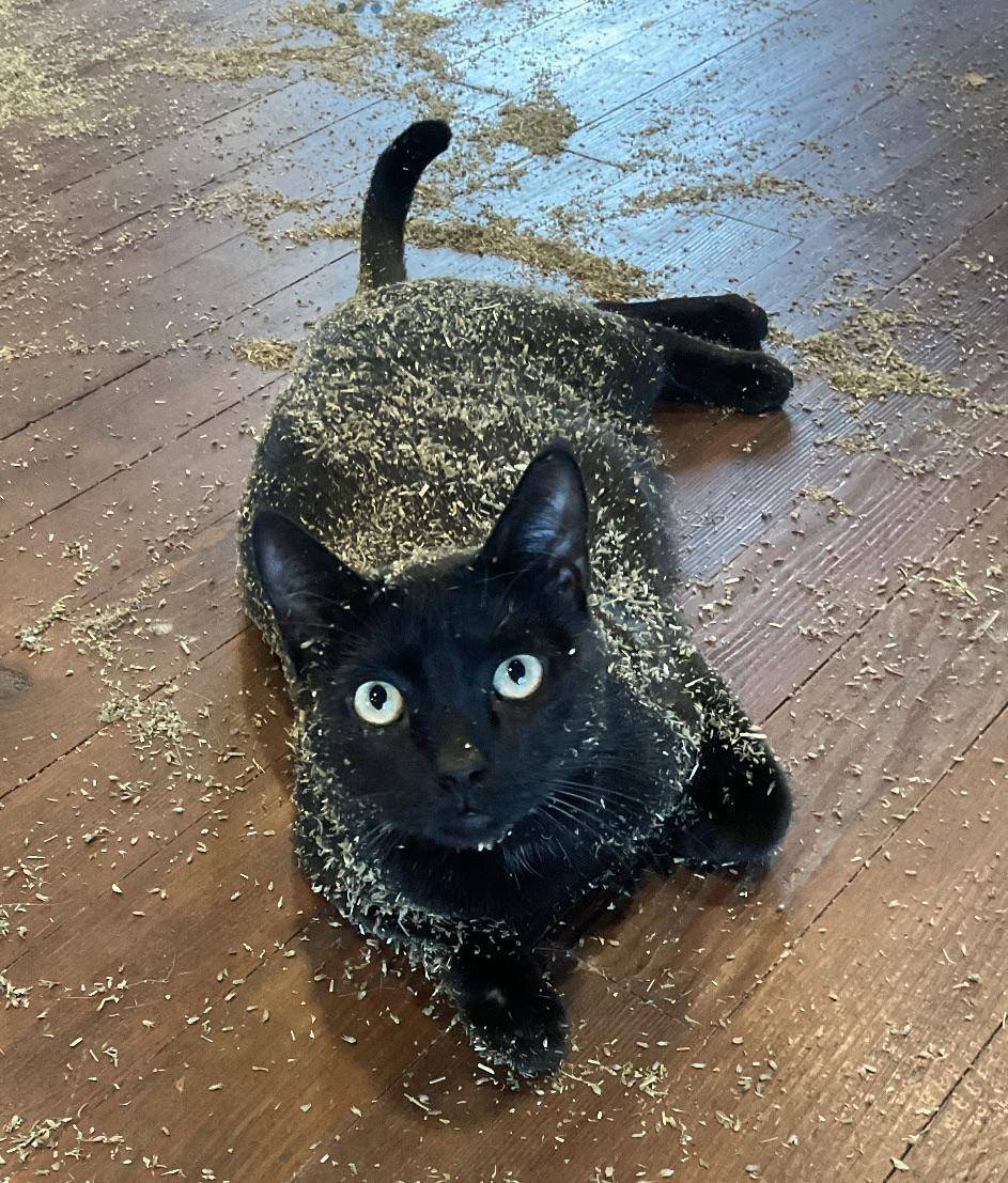 potret tingkah kocak kucing terkena catnip (reddit.com/user/DoomsdayDebbie)