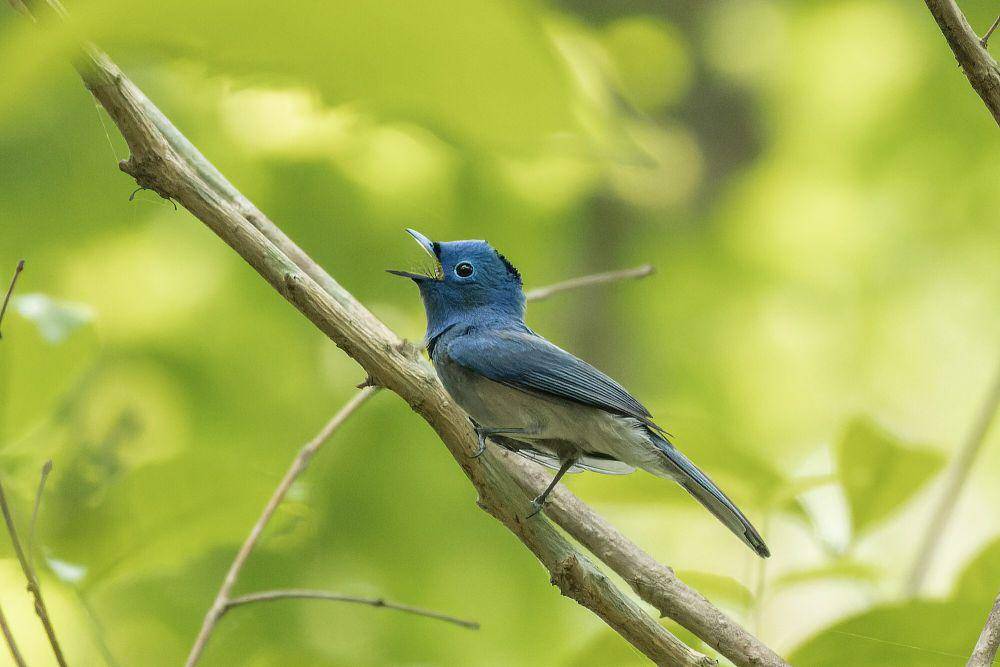 Black-naped monarch (commons.m.wikimedia.org/Tisha Mukherjee)