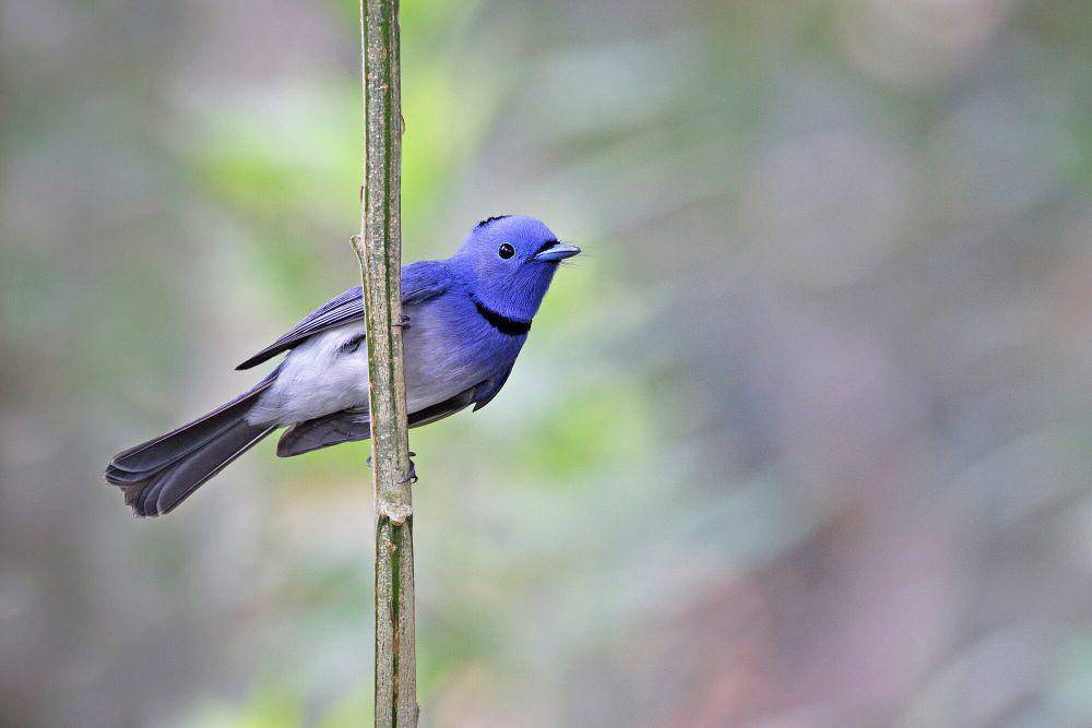 Black-naped monarch (commons.m.wikimedia.org/Tareq's Photography)