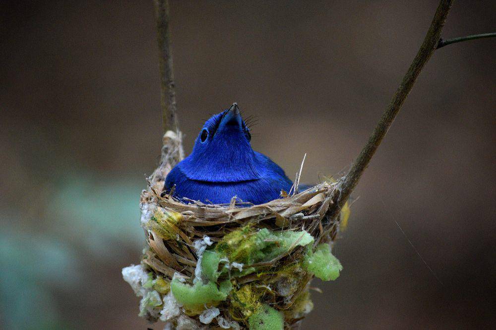 Black-naped monarch (commons.m.wikimedia.org/Sandujith)