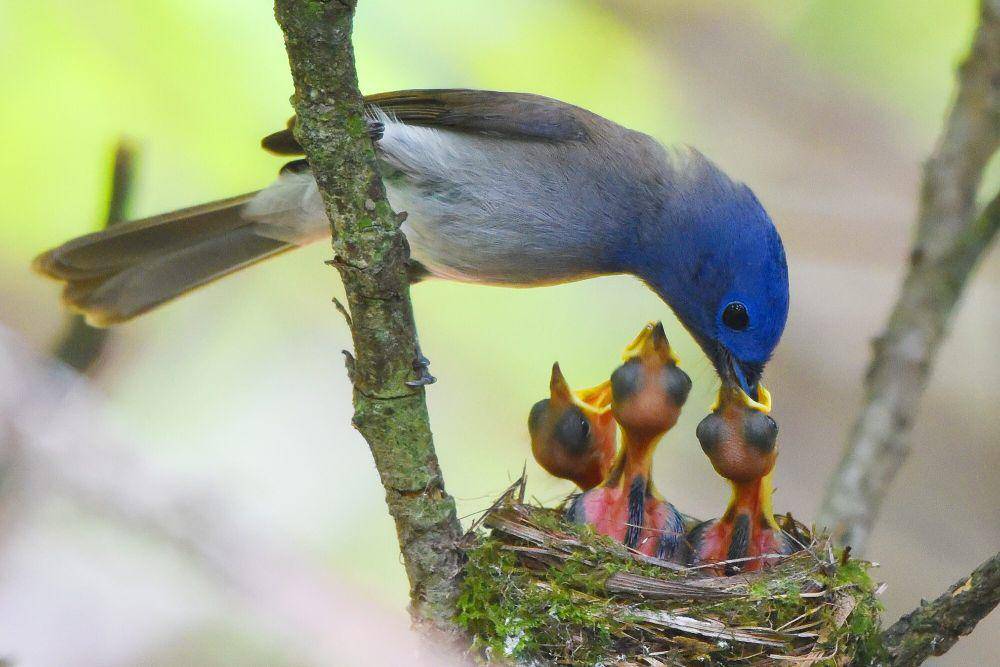 Black-naped monarch (commons.m.wikimedia.org/Ranieljosecastaneda)
