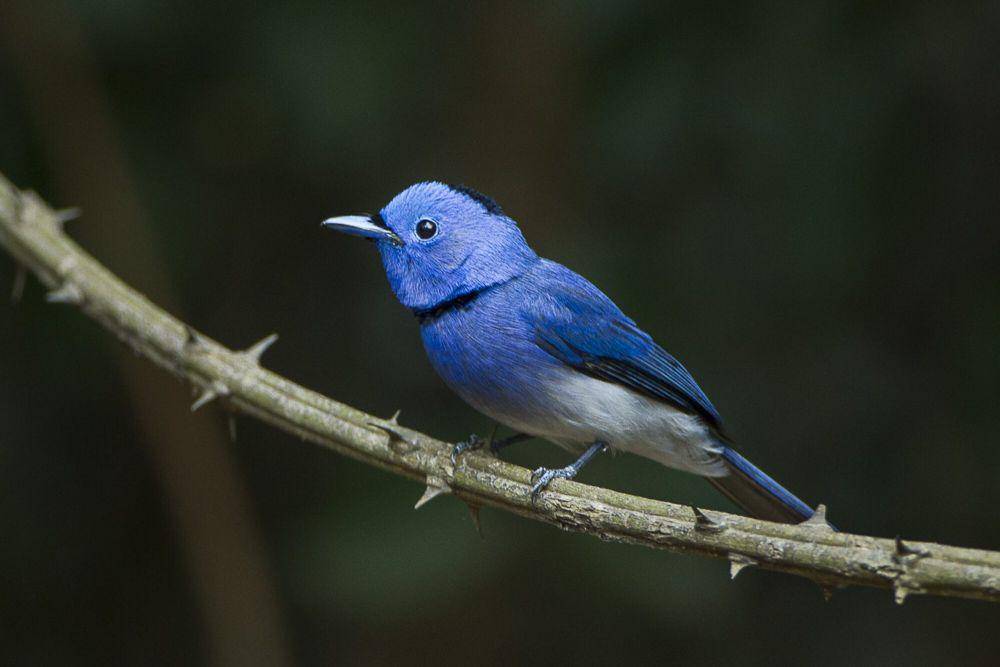 Black-naped monarch (commons.m.wikimedia.org/Francesco Veronesi)