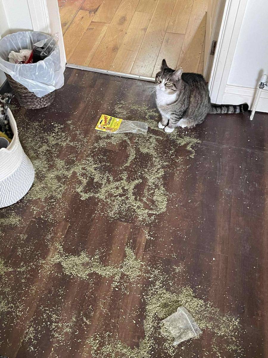 potret tingkah kocak kucing terkena catnip (reddit.com/user/thefullness)
