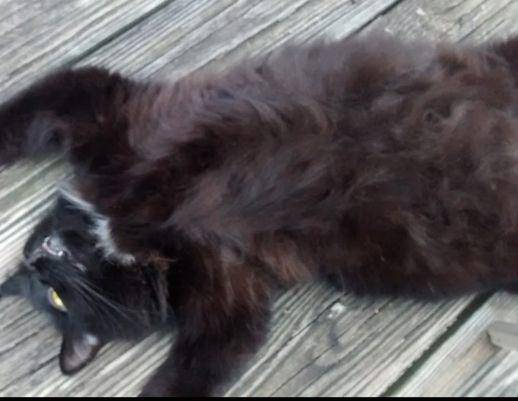 potret tingkah kocak kucing terkena catnip (reddit.com/user/lmcbmc)