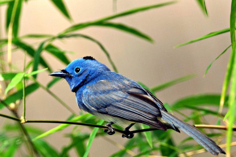 Black-naped monarch (pixabay.com/hartono subagio)