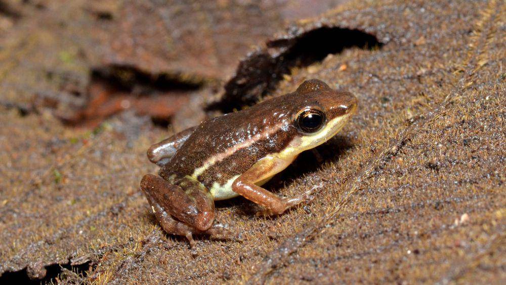 ilustrasi Epipedobates (inaturalist.org/ryan_l_lynch)