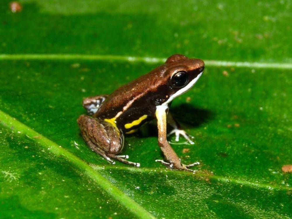 ilustrasi Epipedobates boulengeri (inaturalist.org/juancarlosluna1)
