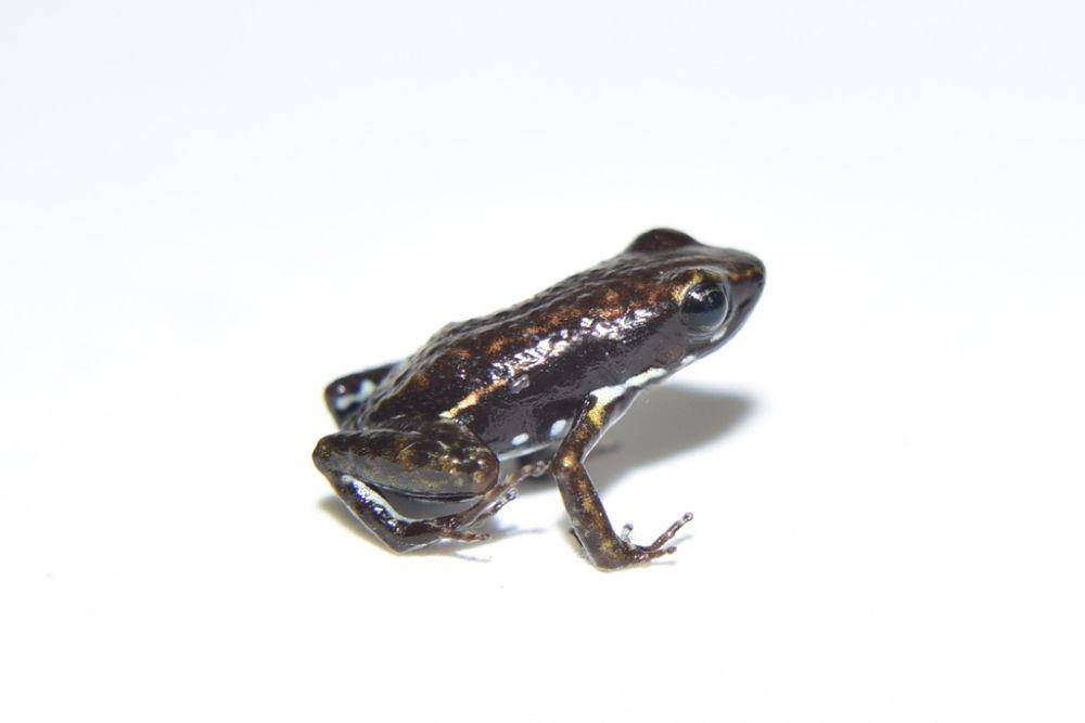 ilustrasi Epipedobates espinosai (inaturalist.org/christophejdls)