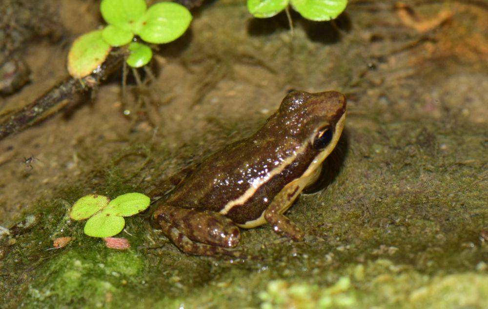 ilustrasi Epipedobates machalilla (inaturalist.org/felipecampos)