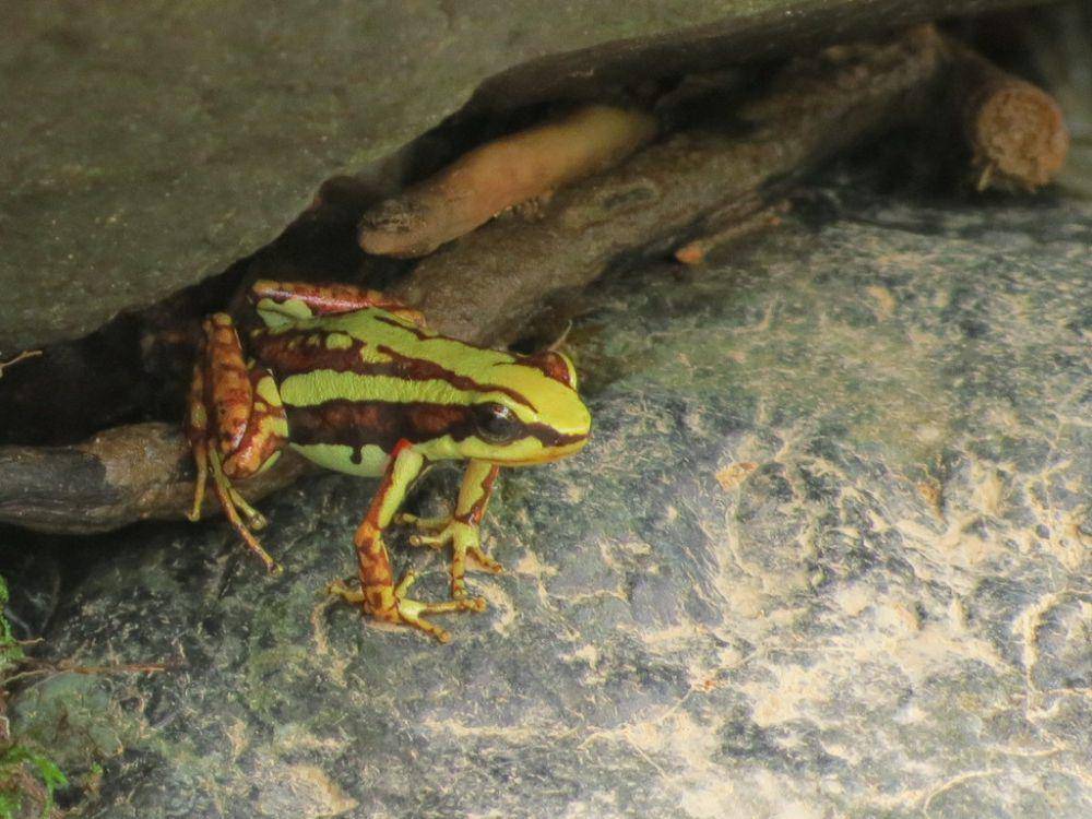 ilustrasi Epipedobates tricolor (inaturalist.org/glendapozo)