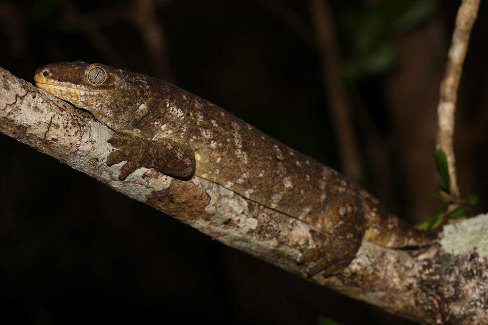 Cecak raksasa kaledonia baru (inaturalist.org/Lennart Hudel)