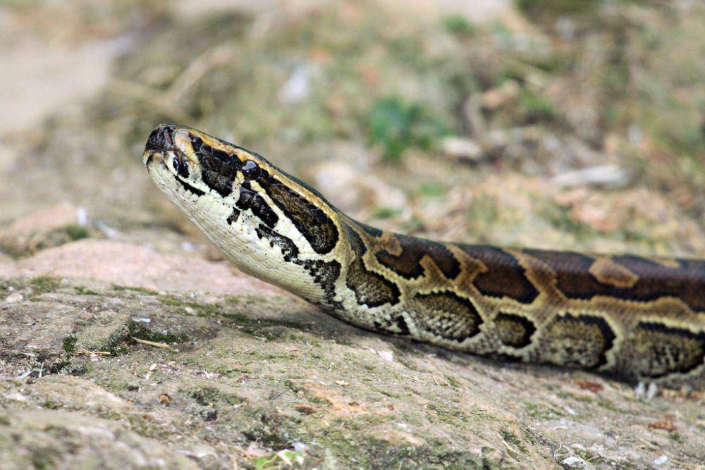Sanca batu afrika (inaturalist.org/Michal Sloviak)