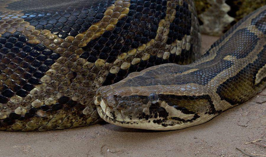 Sanca batu afrika (inaturalist.org/Paul Cools)