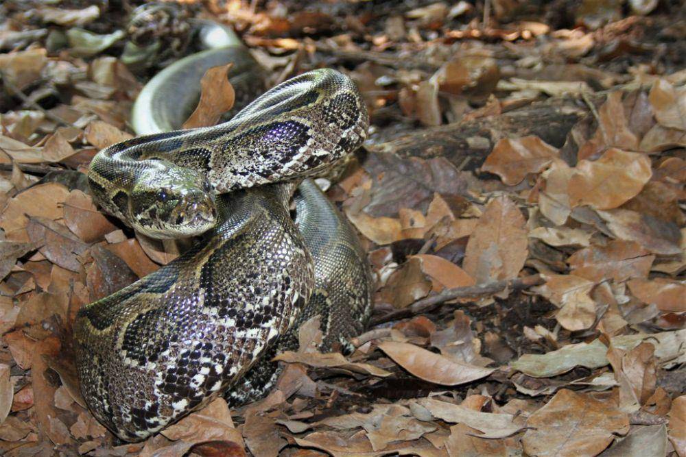 Sanca batu afrika (inaturalist.org/Marius Burger)