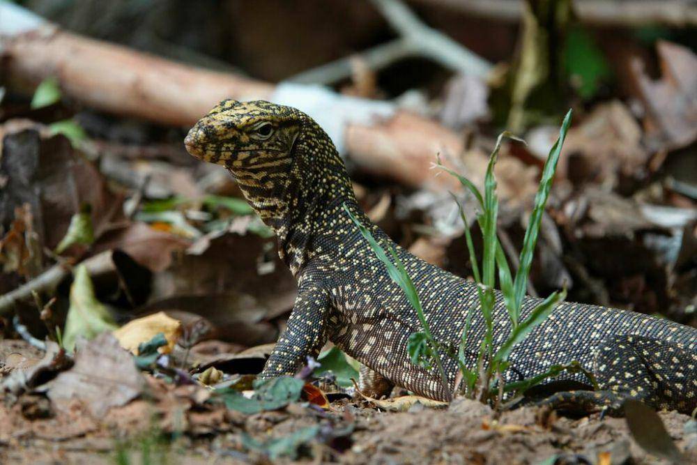 Biawak abu-abu, salah satu reptil dilindungi di Pulau Jawa (inaturalist.org/David)