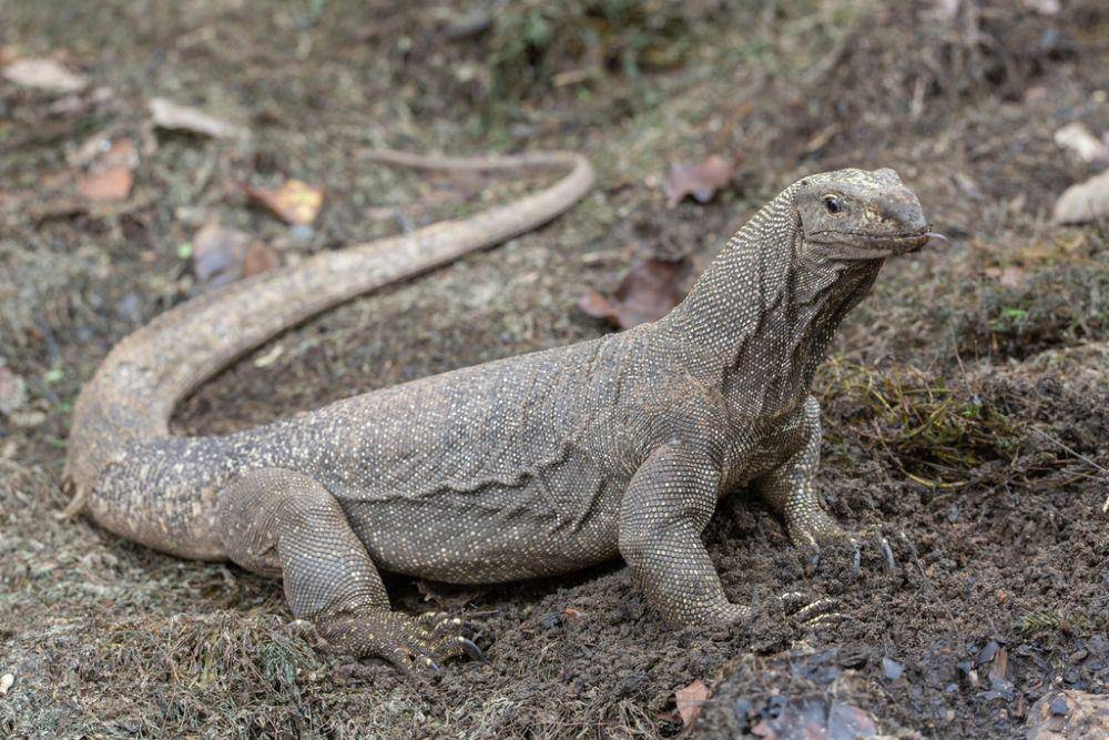 Biawak abu-abu (inaturalist.org/budak)