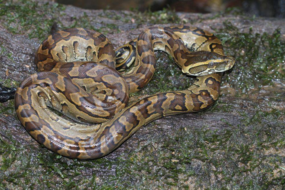 Sanca batu afrika (inaturalist.org/Maël Dewynter)
