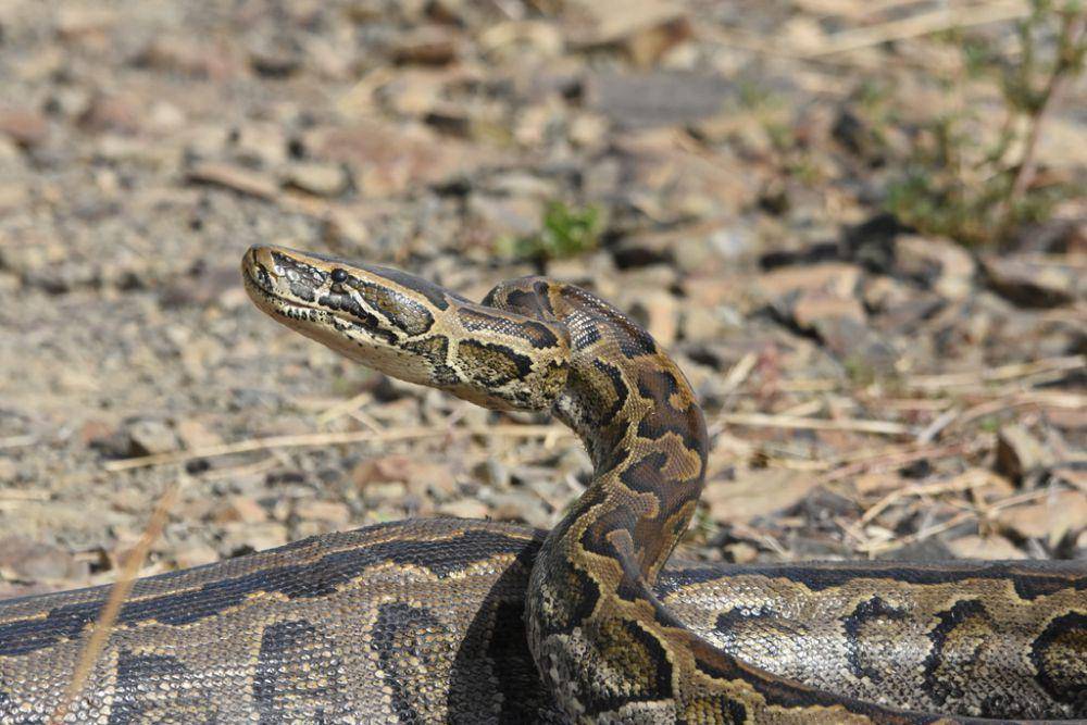 Sanca batu afrika (inaturalist.org/Asrat Ayalew)