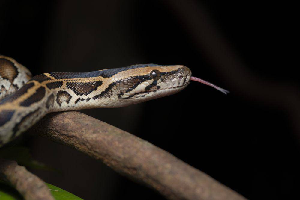 Sanca bodo (inaturalist.org/Lawrence Hylton)