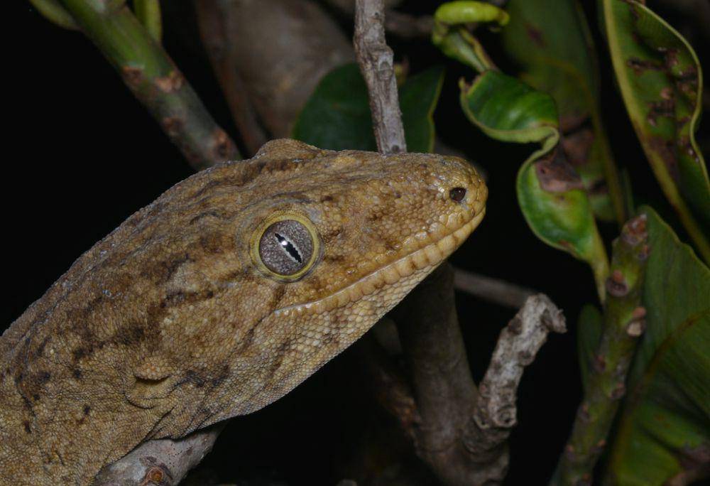 Cecak raksasa kaledonia baru (inaturalist.org/Pierre-Louis Stenger)