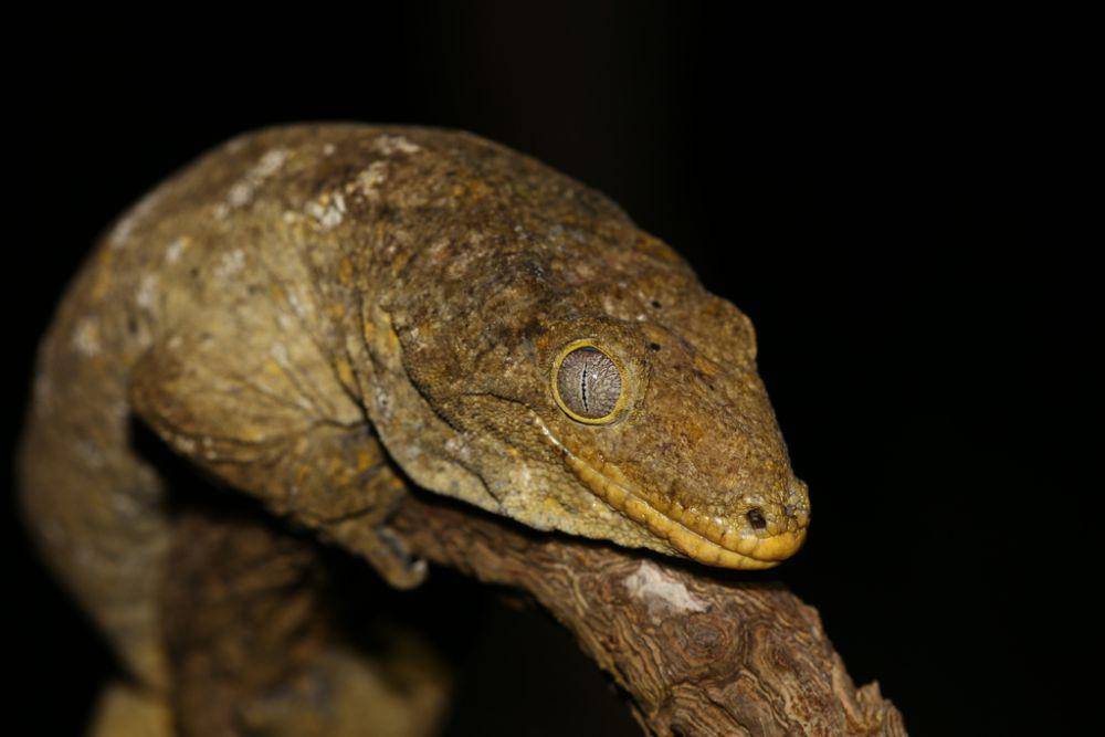 Cecak raksasa kaledonia baru (inaturalist.org/Lennart Hudel)