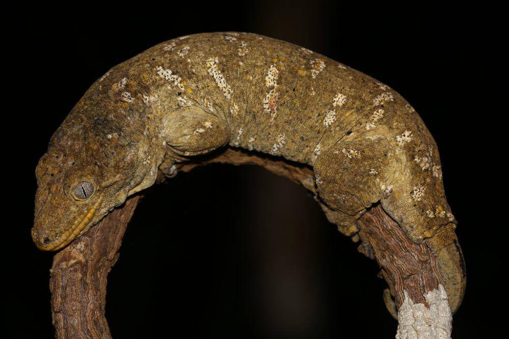 Cecak raksasa kaledonia baru (inaturalist.org/Lennart Hudel)