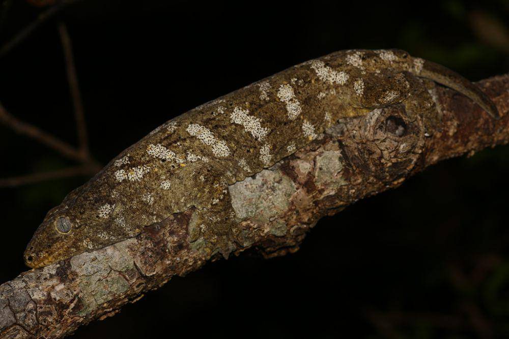 Cecak raksasa kaledonia baru (inaturalist.org/Lennart Hudel)