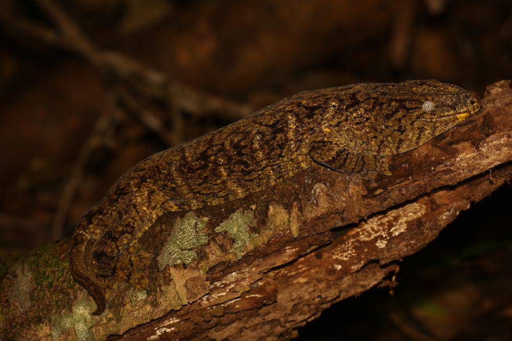 Cecak raksasa kaledonia baru (inaturalist.org/Lennart Hudel)