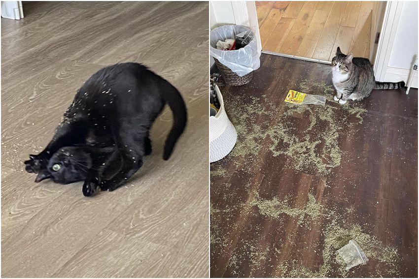 7 Tingkah Kocak Kucing Kena Catnip, Ngereog Semua!