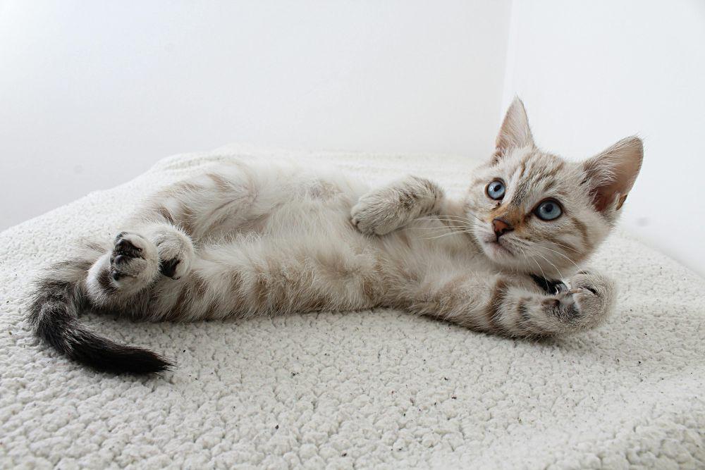 10 Ciri-ciri Kucing Sehat dan Bahagia, Cat Lovers Harus Tahu