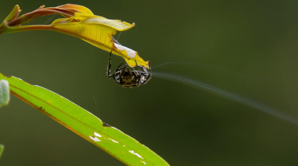 5 Fakta Laba-laba Kulit Darwin, Kekuatan Jaring Mengalahkan Kevlar
