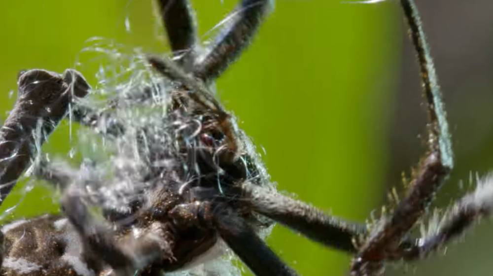 laba-laba kulit darwin dan fitur strukturalnya (youtube.com/bbcearth)