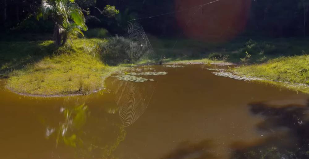 jaring yang dibuat oleh laba-laba kulit darwin (youtube.com/bbcearth)