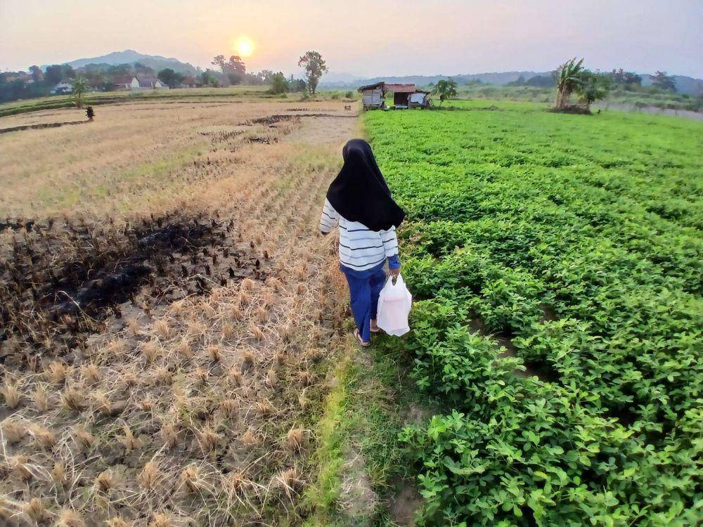 Kekeringan di Kuningan, Jawa Barat (IDN Times/Hakim Baihaqi)