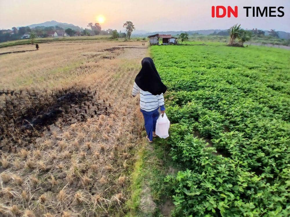 Kemarau September 2026, BNPB Bagikan 5 Langkah Jaga Produksi Pertanian
