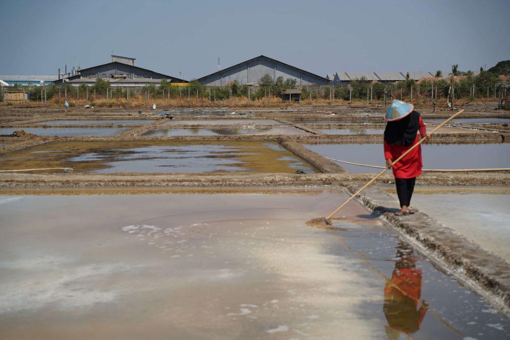 Petambak Garam di Cirebon Bertambah, tapi Harga Malah Anjlok