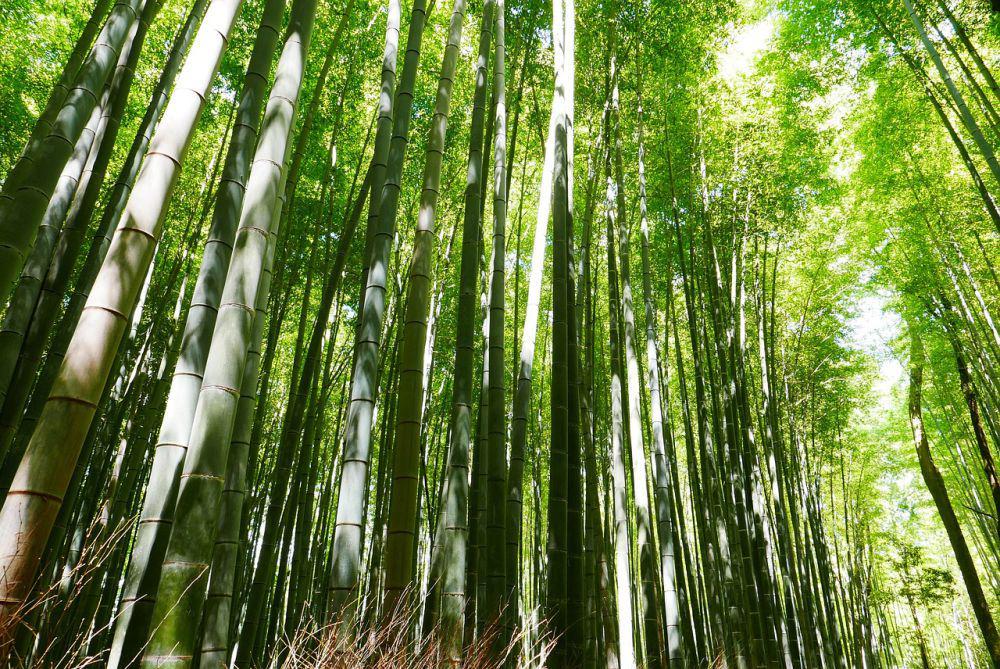 ilustrasi pohon bambu(pixabay.com/mingshy)