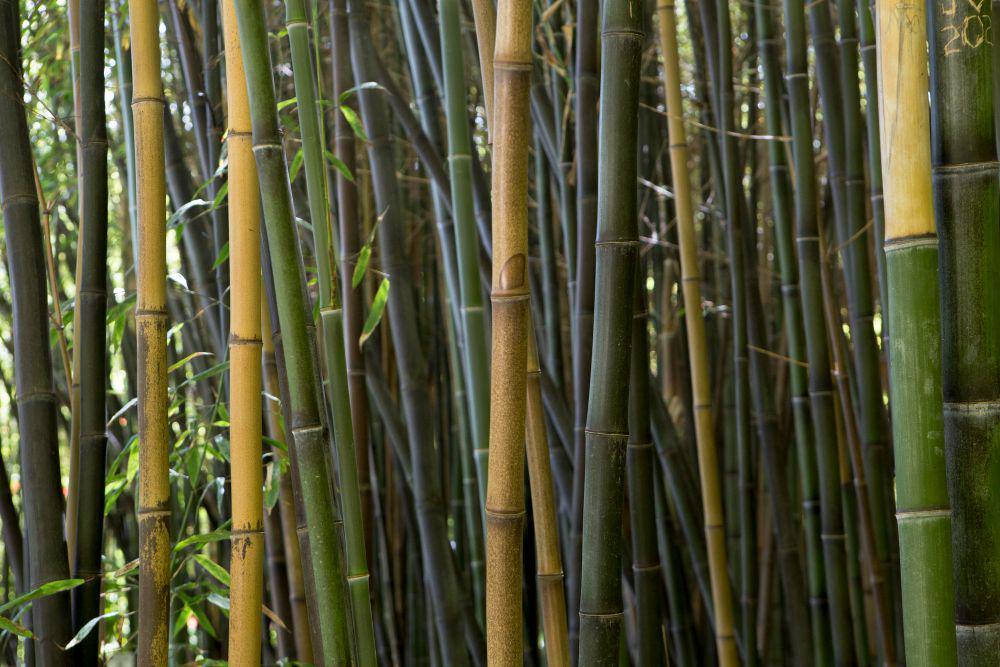 7 Tips Memilih Bambu yang Bagus untuk Gapura 17 Agustus