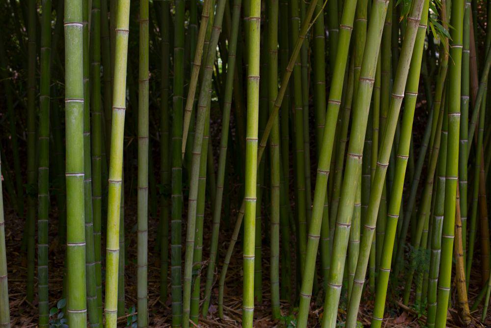 ilustrasi pohon bambu(freepik.com/freepik)