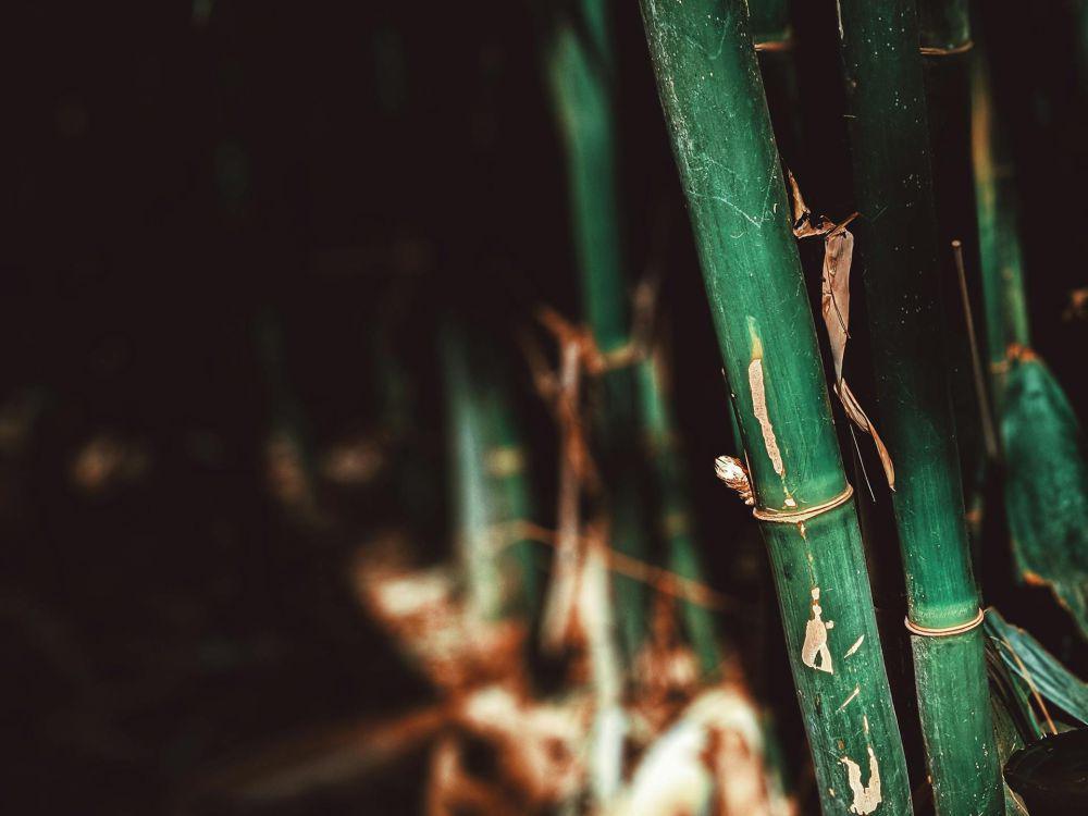 ilustrasi pohon bambu(pexels.com/Valeriia Miller)