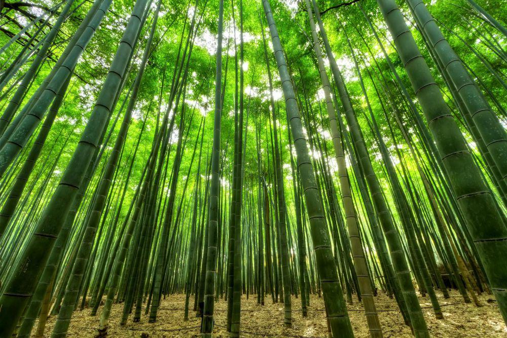 ilustrasi pohon bambu(pexels.com/Emre Orkun KESKIN)
