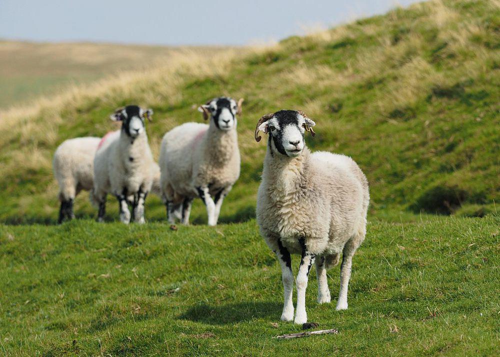 5 Fakta Domba Swaledale, Domba Asal Inggris yang Kuat dan Tangguh