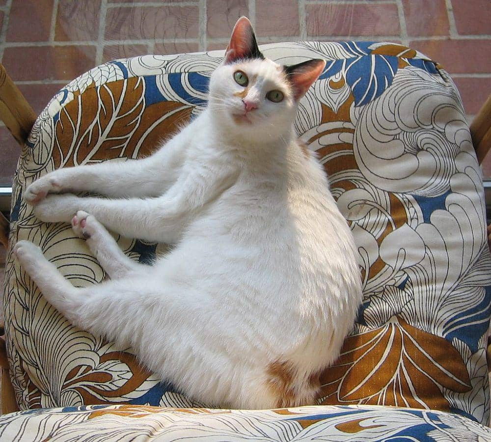 Japanese bobtail (commons.wikimedia.org/jonny-mt)