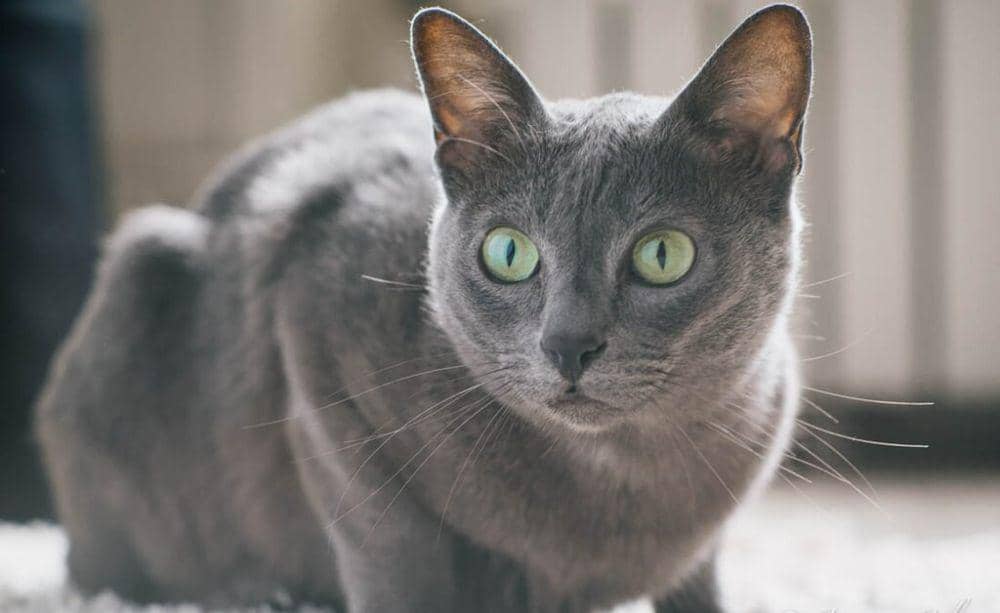 korat (commons.wikimedia.org/Jacques Julien Photo)