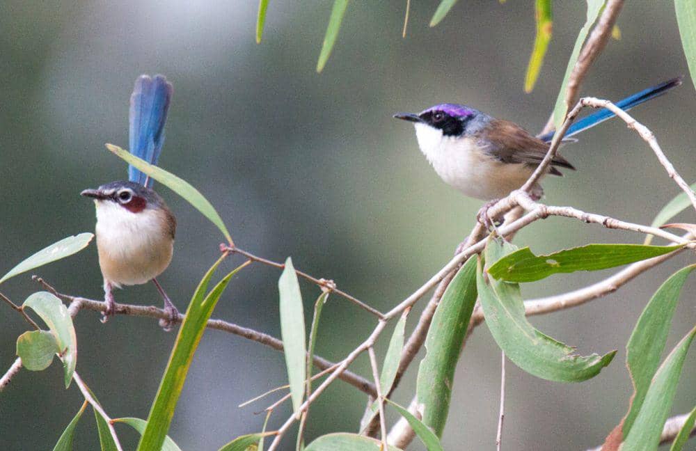 Purple-crowned fairywren (commons.m.wikimedia.org/P Barden)