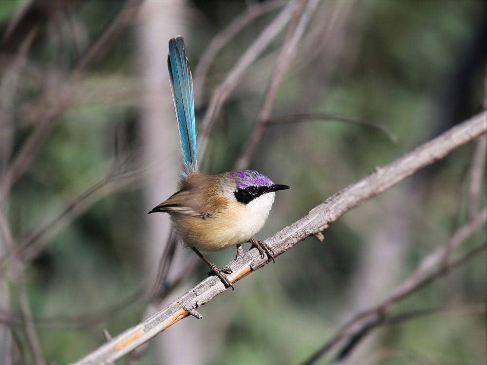 6 Fakta Purple-crowned Fairywren, Terkadang Terjadi Perkawinan Sedarah