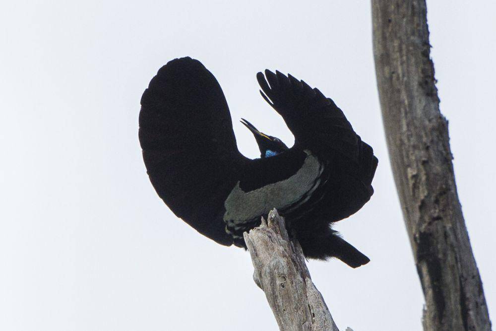 ilustrasi Victoria's Riflebird (flickr.com/francesco_veronesi)